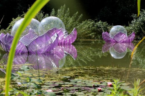 "Lotus Flowers" - from Wolfgang Semmelrock, presented with support from Chapter 4 "Lotus Flowers" - from Wolfgang Semmelrock, presented with support from Chapter 4